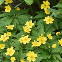 Anemone ranunculoides ranunculoides Photo: J. Aman